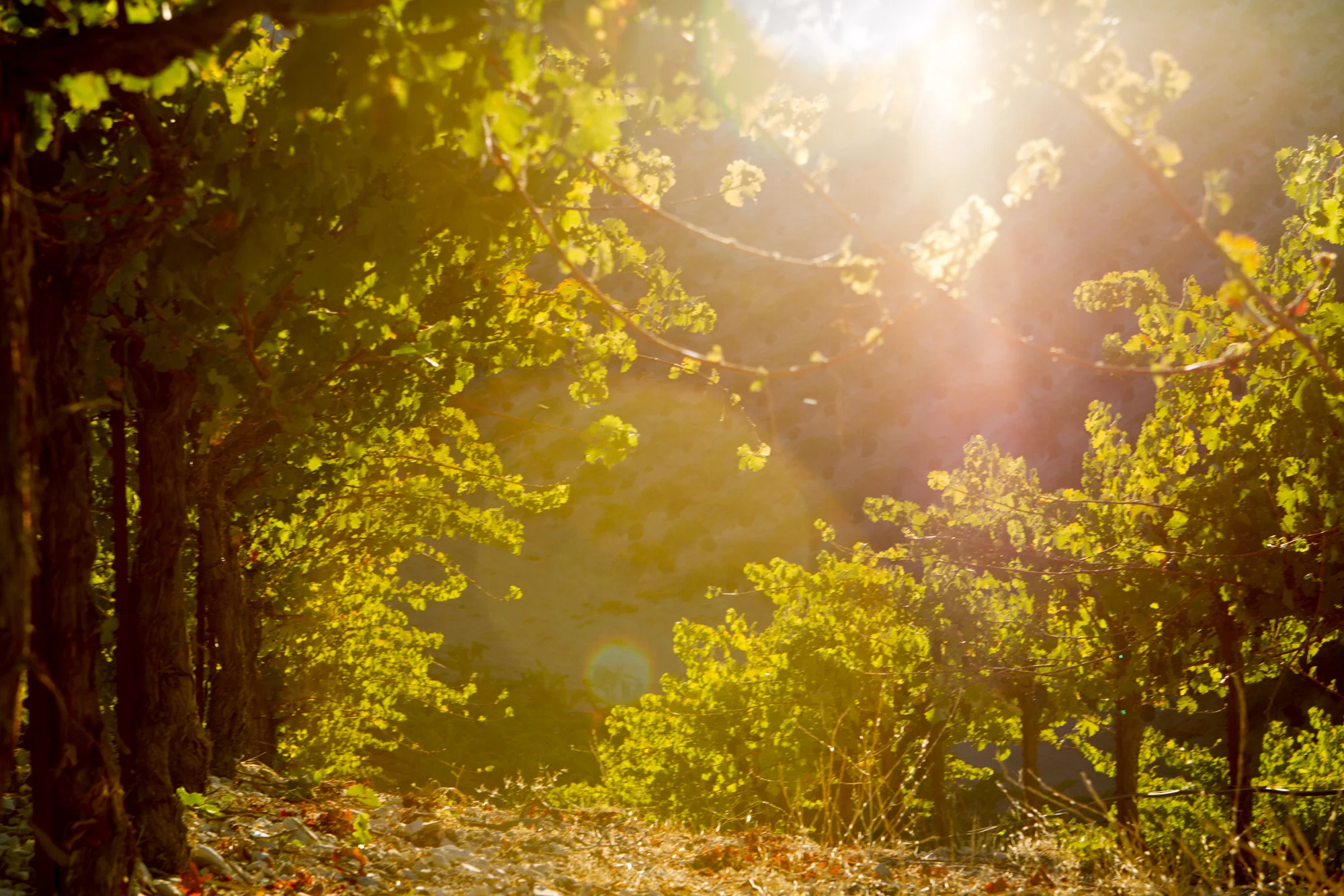 Rotta+2014-5061-2.jpg