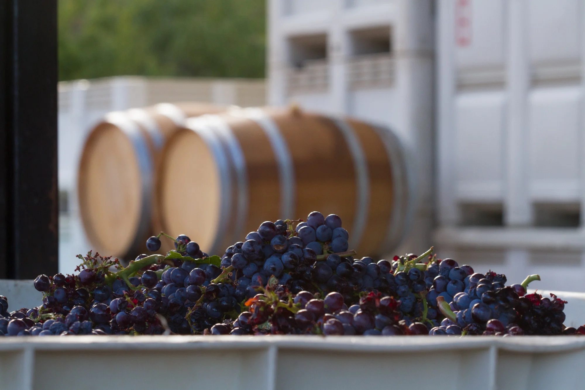 Wine+2016+LR-0829.jpg