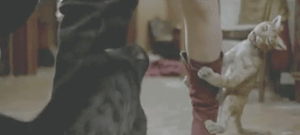 Everybody knows cats hate vampires.