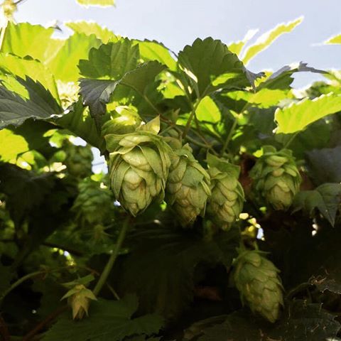 hops.jpg