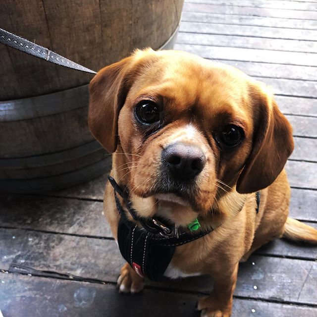 Bean needed no encouragement to strike a pose 😂😍 💃🏼...
...
...
...
#pubdogs #dogsofgnh #puppy #beergarden