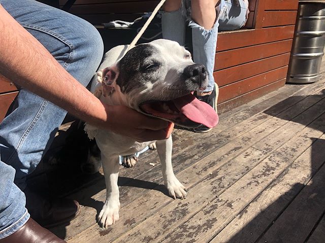 Belly rub feels 😊🤤 Chester pictured loving life 👍🏻😎...
...
...
...
#pubdogs #dogsofgnh #weekendvibes #staffy