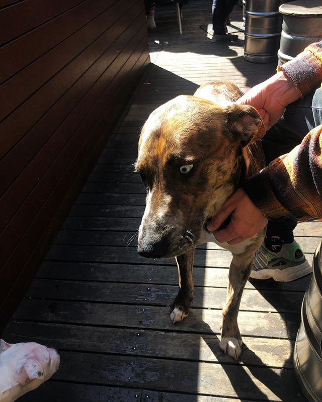 When you&rsquo;ve had your eye on that leftover chip and some young pup moves in on the goods 👺😂🍟...
...
...
...
#pubdogs #dogsofgnh #beergarden