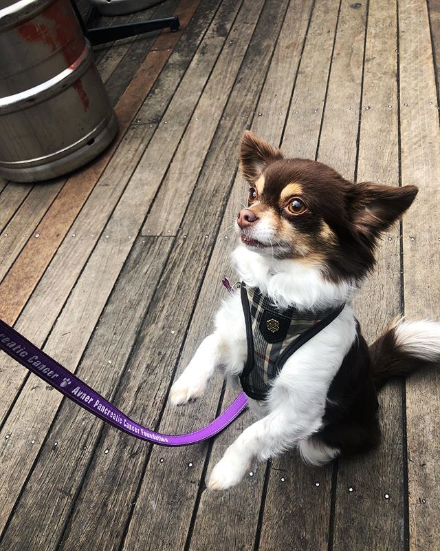 Effy doing her best &lsquo;stick &lsquo;em up&rsquo; 🤠 🔫😂...
...
...
...
#pubdogs #dogsofgnh #smalldogs #dogsdoingtricks #sundayfunday