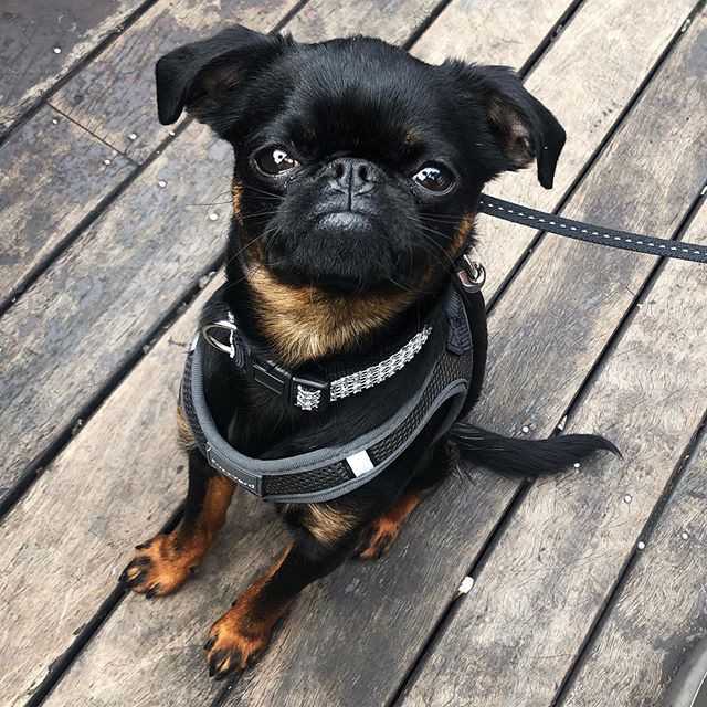 🔥 🌶 Spicy looks coming from Salsa the pup 💃🏼 🔥 😂 ...
...
...
...
#pubdogs #dogsofgnh #littledogs #beergarden