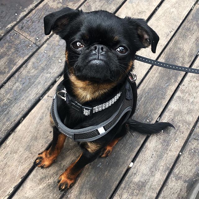 π₯ πΆ Spicy looks coming from Salsa the pup ππΌ π₯ π ...
...
...
...
#pubdogs #dogsofgnh #littledogs #beergarden