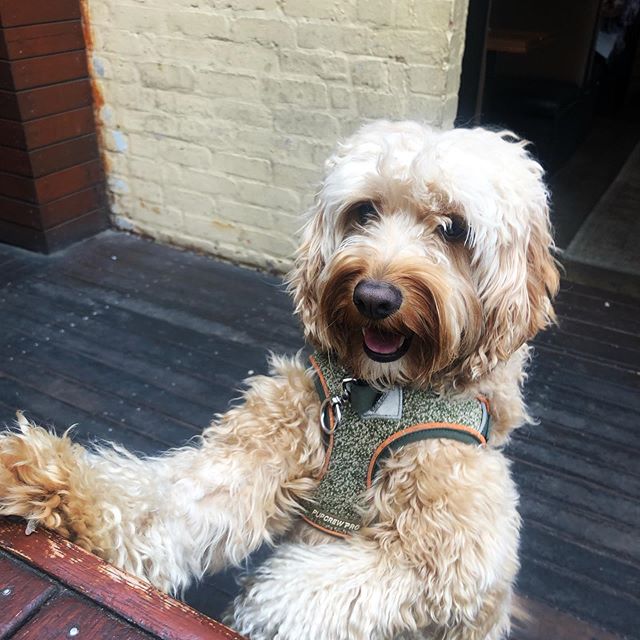 When you&rsquo;re dreading work tomorrow but then you remember you&rsquo;re a dog and you don&rsquo;t have a job 😂 💼 (Thanks Hank! ☺️😍)...
...
...
...
#pubdogs #dogsofgnh #weekendvibes #everydayisasundayforadog #beergarden