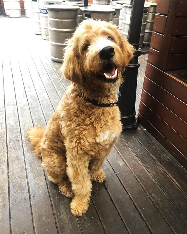 πΌβοΈππ Sunny by name and Sunny by disposition πβοΈβΊοΈ...
...
...
...
#pubdogs #dogsofgnh #sundayfunday #beergarden
