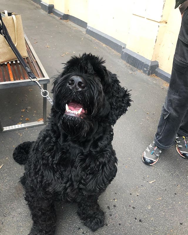 Big boy Zaruba is just happy to be here πππ»...
...
...
...
#pubdogs #dogsofgnh #bigdog #sundayfunday