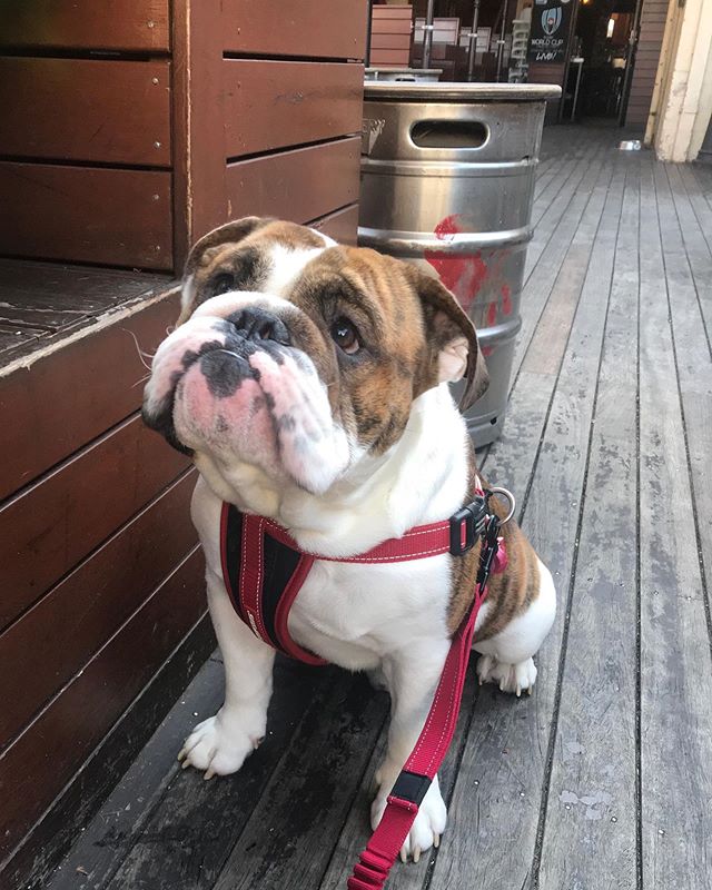 Bruce needs his beer this afternoon #dogsofgnh #dogsofinstagram #sunshinebeers