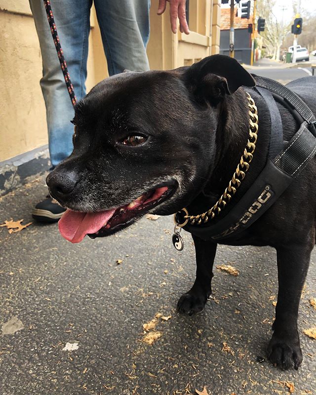 Bear&rsquo;s mate Ivor was made for the gram 😂😊❤️...
...
...
...
#pubdogs #dogsofgnh #staffy #friyay