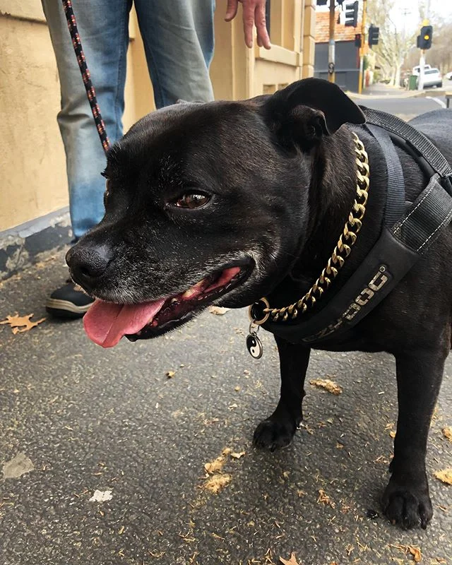 Bear’s mate Ivor was made for the gram 😂😊❤️...
...
...
...
#pubdogs #dogsofgnh #staffy #friyay