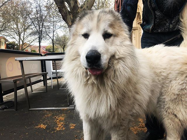 Big Bear 🐻 stopped by this morning ☺️ 👋🏻 swipe for a pub dog meet-and-greet 😍👯&zwj;♂️...
...
...
...
#pubdogs #dogsofgnh #dogsofinstagram