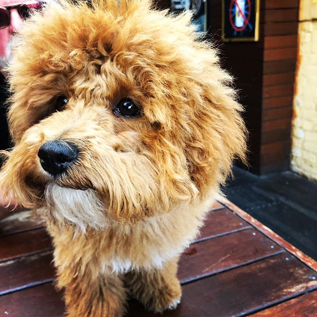 Winnie the 5-month-old &lsquo;poochon&rsquo; (poodle x bichon) ☺️😂...
...
...
...
#pubdogs #weekendvibes #saturday #beergarden