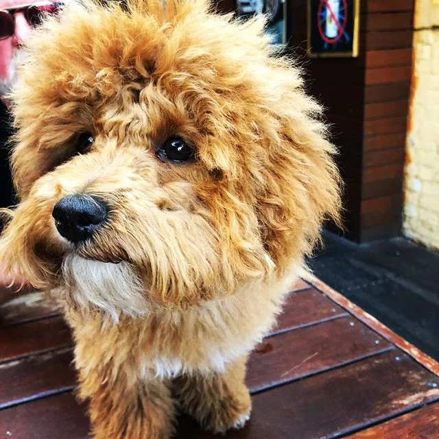 Winnie the 5-month-old ‘poochon’ (poodle x bichon) ☺️😂...
...
...
...
#pubdogs #weekendvibes #saturday #beergarden