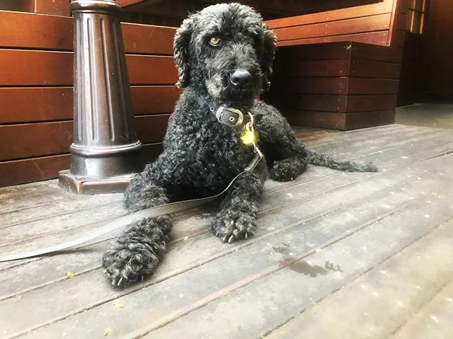 First canine visitor of the weekend: Indy! ☺️👋🏻❤️...
...
...
...
#pubdogs #dogsofgnh #weekendvibes #lazyday