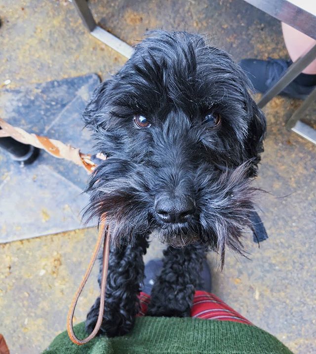 Awesome Abe loving the cuddles and the camera 😍
...
...
...
#dogsofgnh #dogsofinstagram #sundaydogs