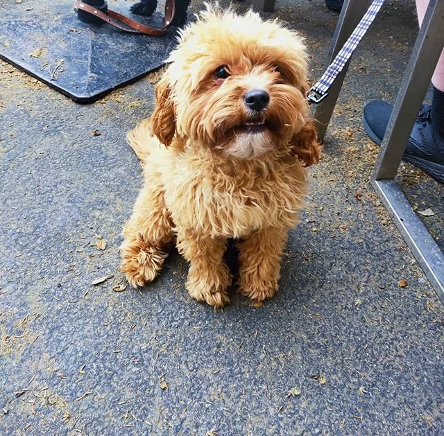 Little Wally before and after he saw the pints...
....
....
...
#tongueswaggingforbeers #dogsofgnh #dogsofinstagram #sundaydogs