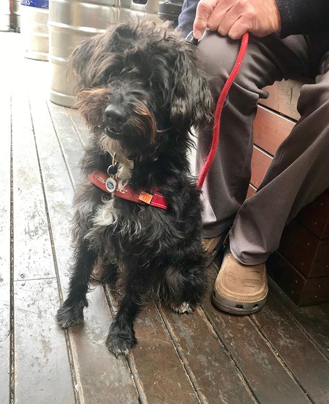 Ziggy the pup in for her lunch and maybe a few bevvys 😎 .... .... .... #dogsofgnh #dogsofinstagram #puppylove