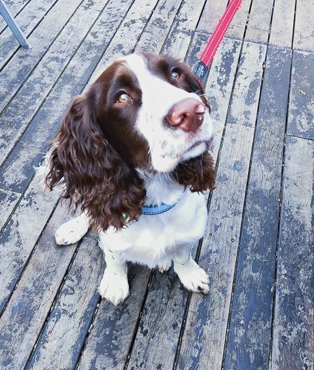 Who could say no to that puppy face? We love you Bertie 😍 #dogsofgnh #dogsofinstagram