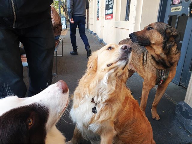 💼 Pub dog conference before the big day tomorrow 🏈 🏆 Strategising on how to maximise pats from the most punters 🤔 😂 🐶 ...
...
...
#pubdogs #dogsofgnh #dogswithjobs #dogmeeting #grandfinalday