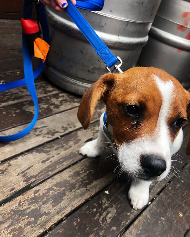 😲 so much going on!! 16-week-old Monty taking in the atmosphere 🥰 🏈 🏆...
...
...
...
#pubdogs #dogsofgnh #jackalier #grandfinalday