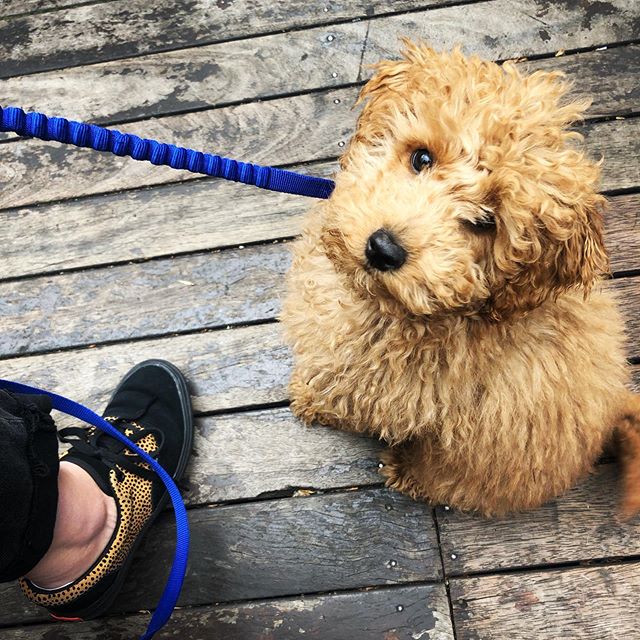 Baby Bobby melting the hearts of footy fans 🥰 🐶...
...
...
...
#puppy #dogsofgnh #pubdogs #beergarden #grandfinalday