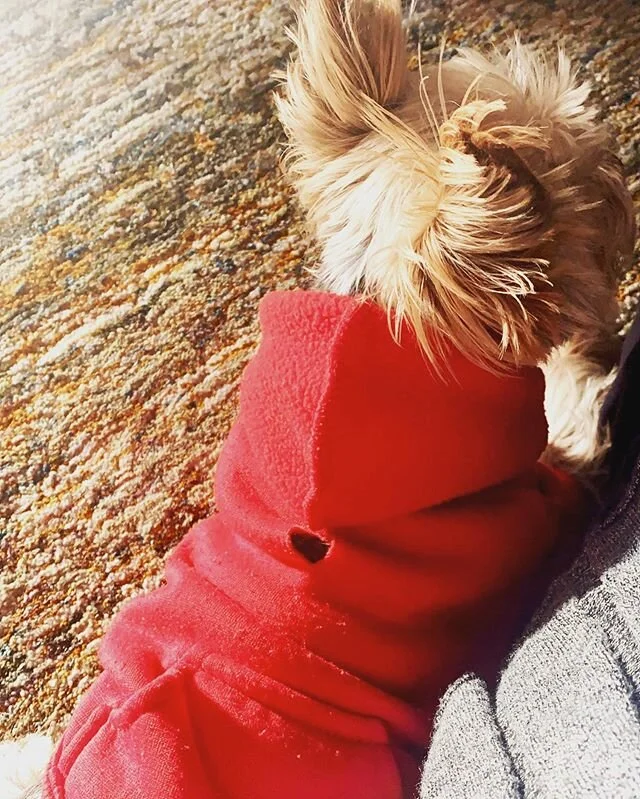 Sidekick ❤️ #auggieapproved #saintaugustine
