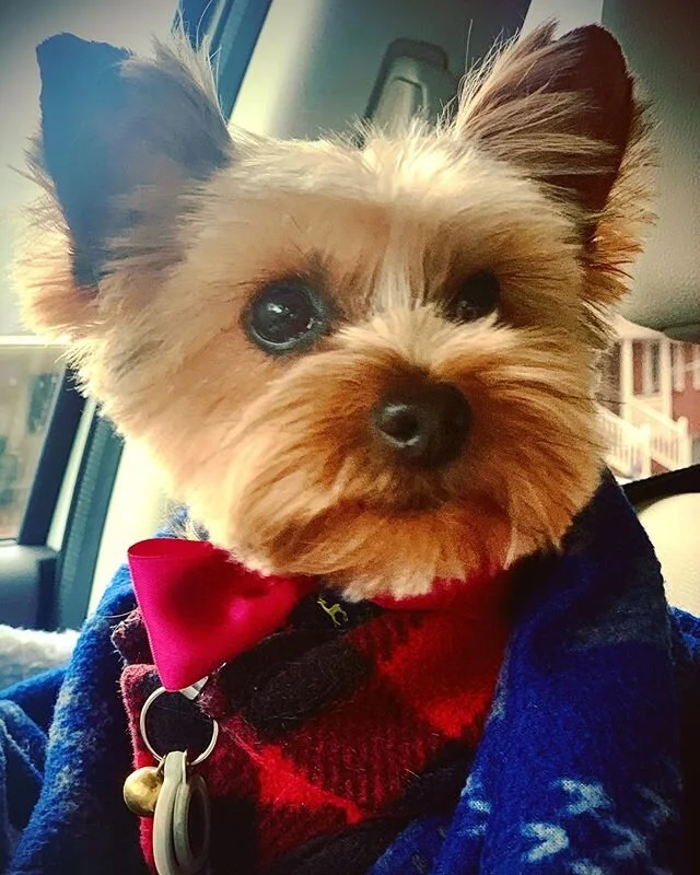 It&rsquo;s National Love Your Pets day. Give your best bud some extra attention (and treats). ❤️🐶 #nationalloveyourpetday #saintaugustine #auggieapproved