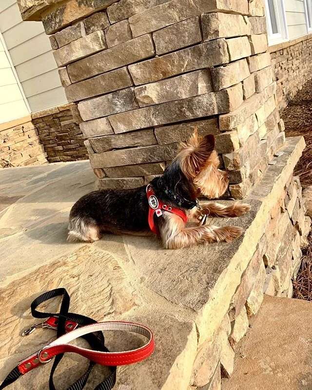 Post walk. Enjoying the sun and the five inch layer of yellow pollen on EVERYTHING. #thepollening #auggieapproved #auggiesofinstagram #saintaugustine