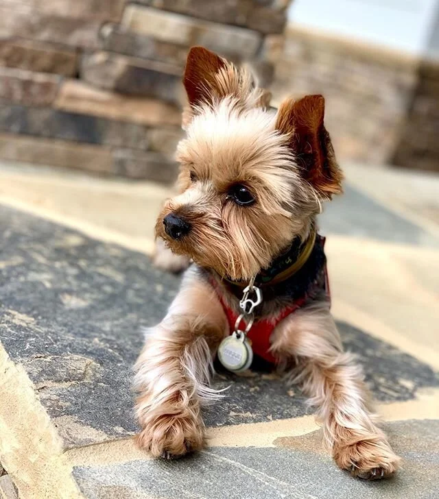 My walking buddy. ❤️