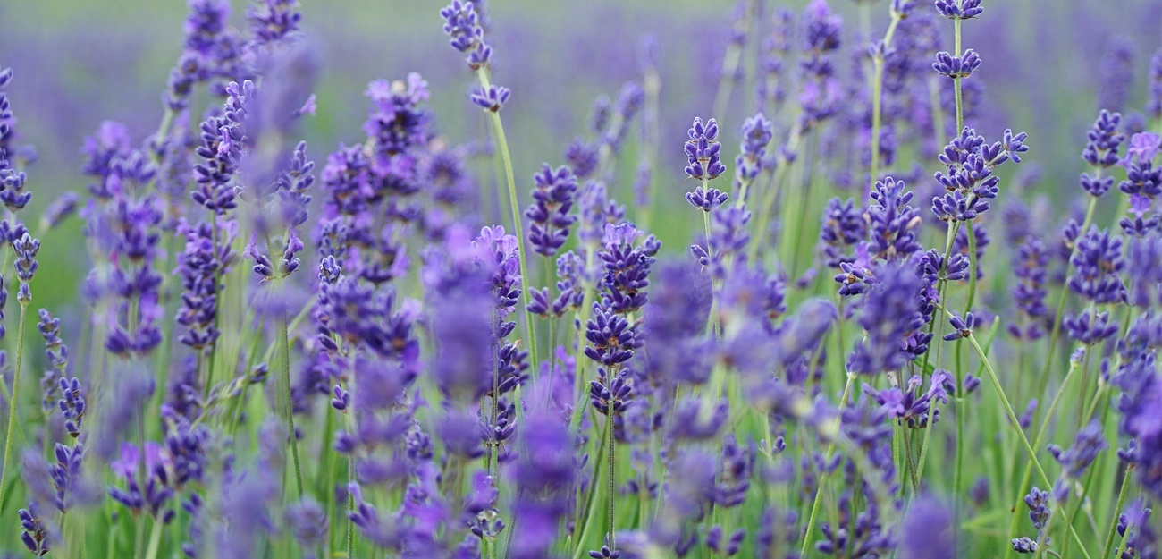 lavender-essential-oils.jpeg