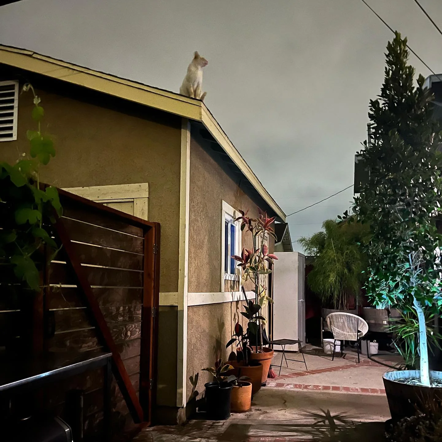 Our cat Frank standing guard over the house #predator