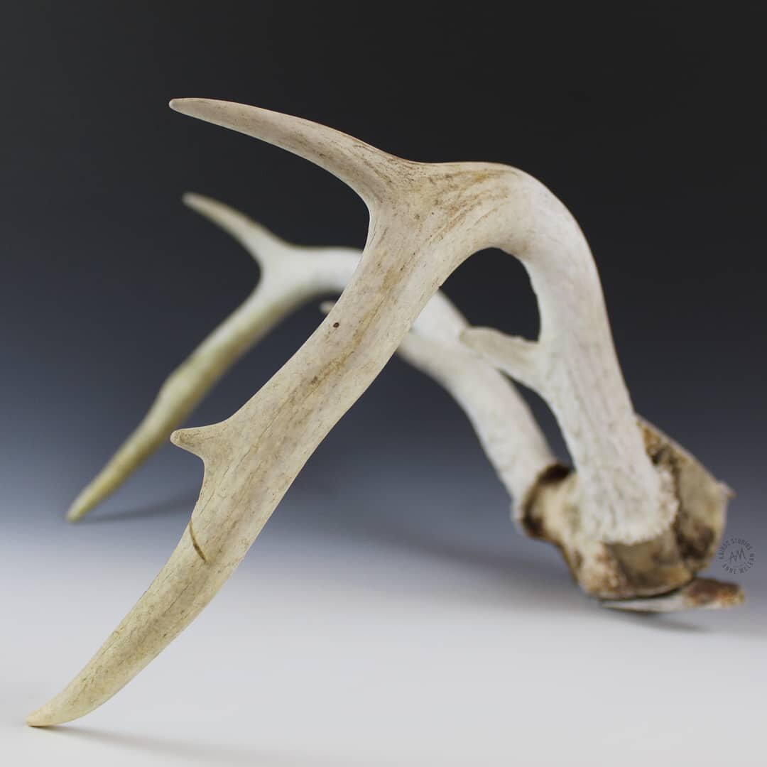 &quot;What Might an Antler Become?&quot; Exhibit opens on this Friday, October 2nd! 

Cocoon Gallery challenged artists to create something new from an antler!  All antlers were donated by the family of Milton Reed.  The first and last pictures show 