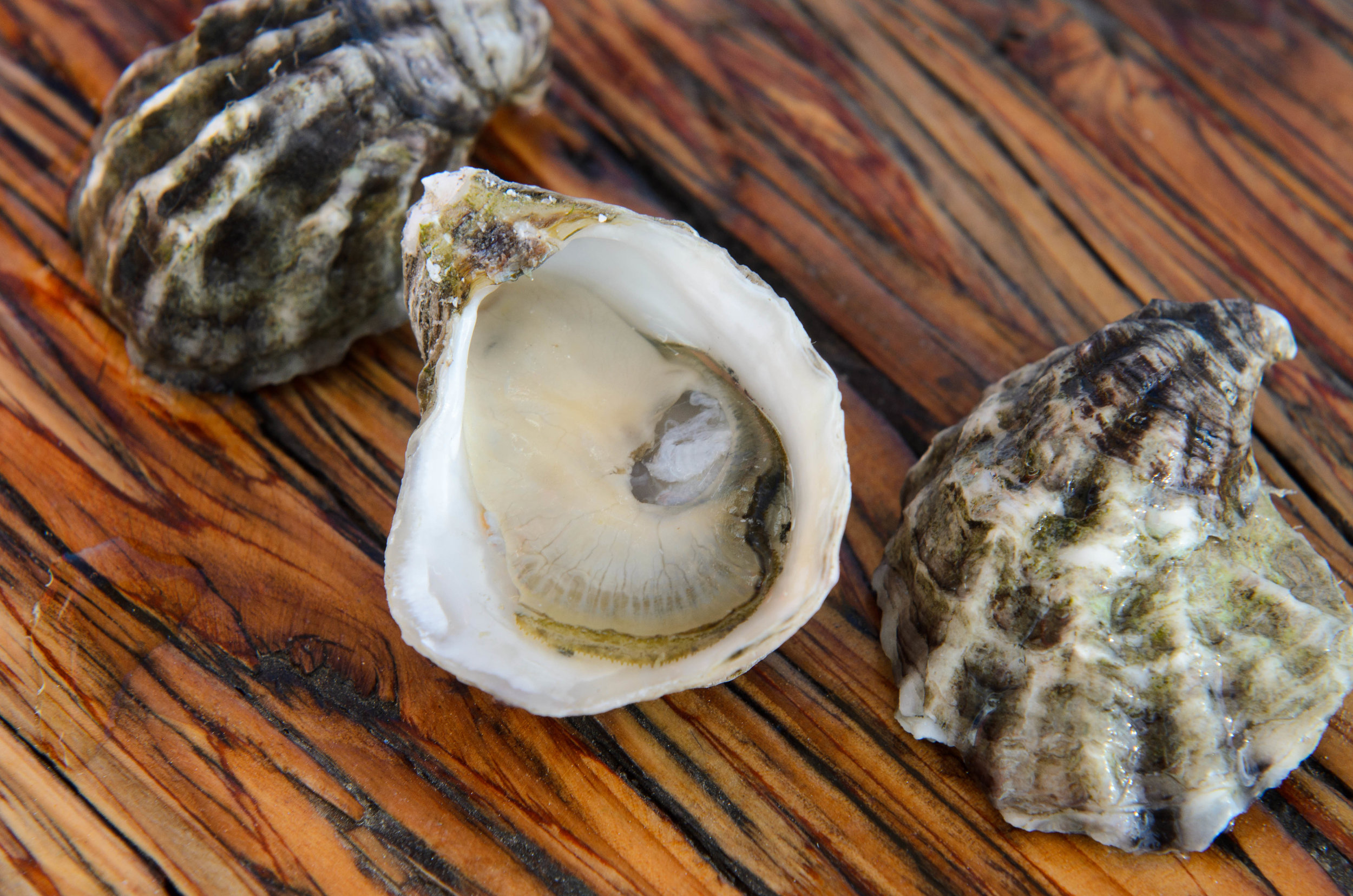 Fresh Pacific Northwest Oysters Cascade Organic