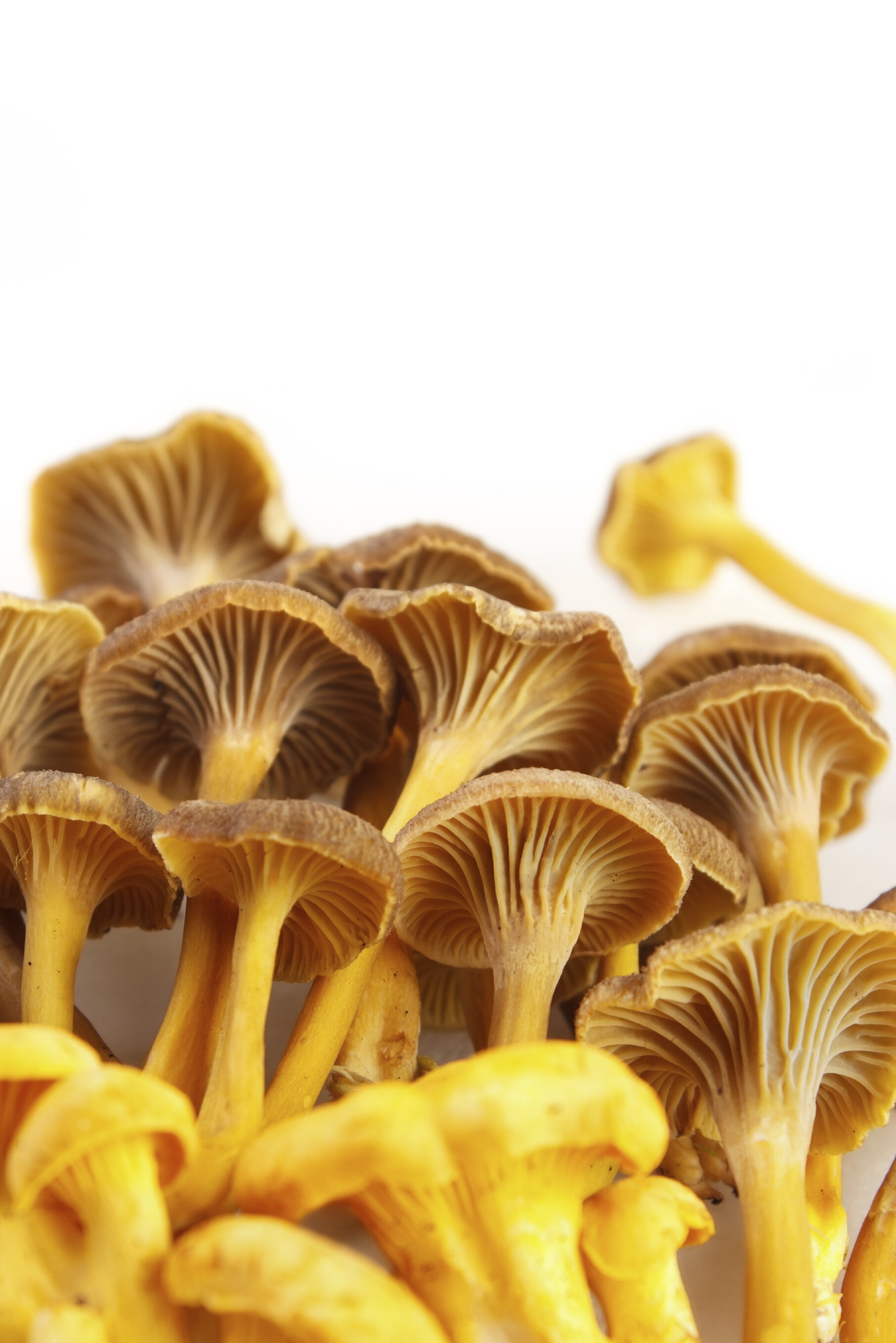 Online Cascade and Organic Mushrooms Hillsboro and Tigard Oregon