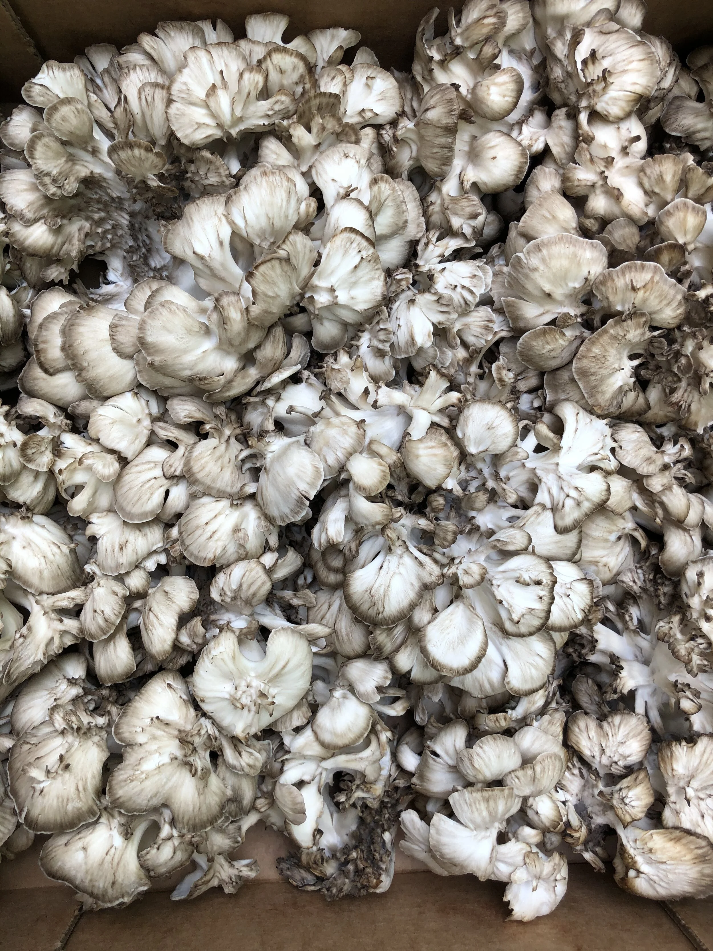 Online Cascade and Organic Mushrooms Hillsboro and Tigard Oregon