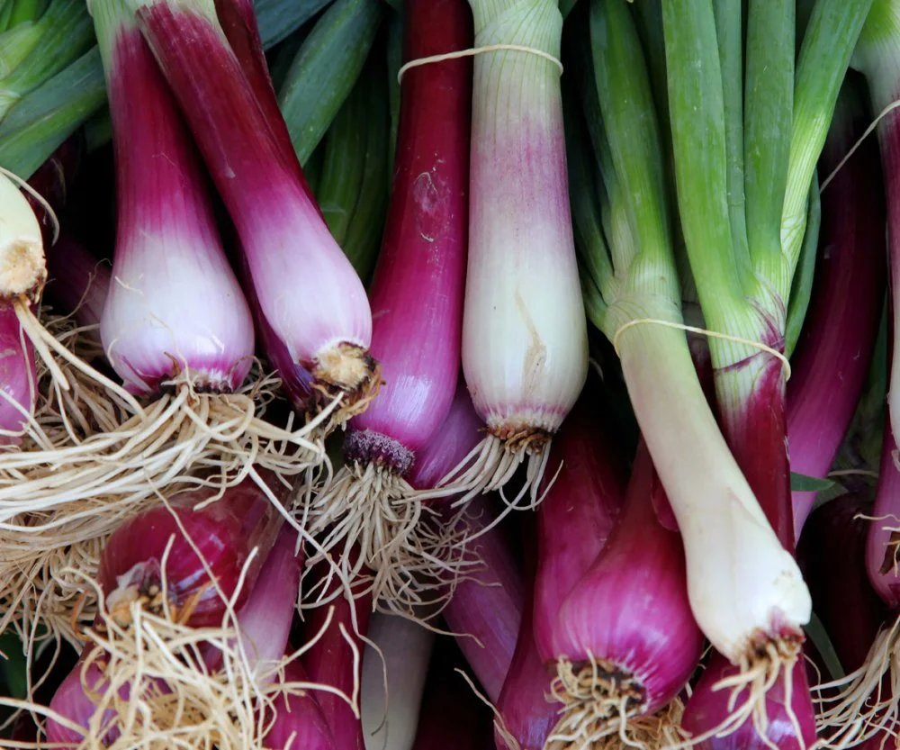 Organic Spring Onions