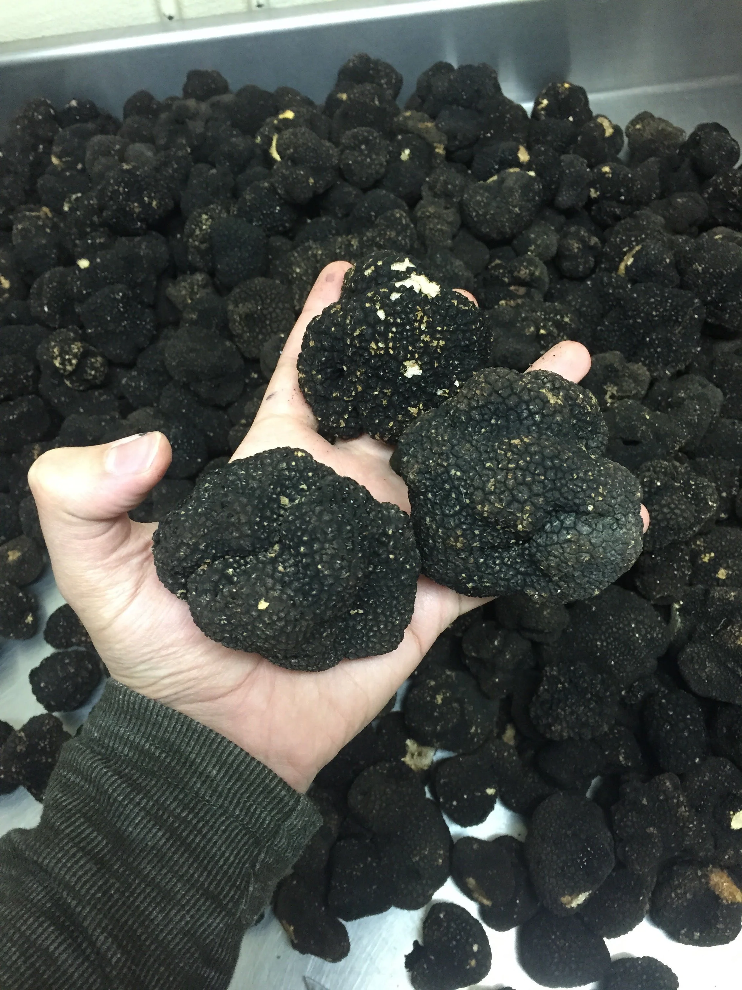 Truffle Abruzzo.jpg