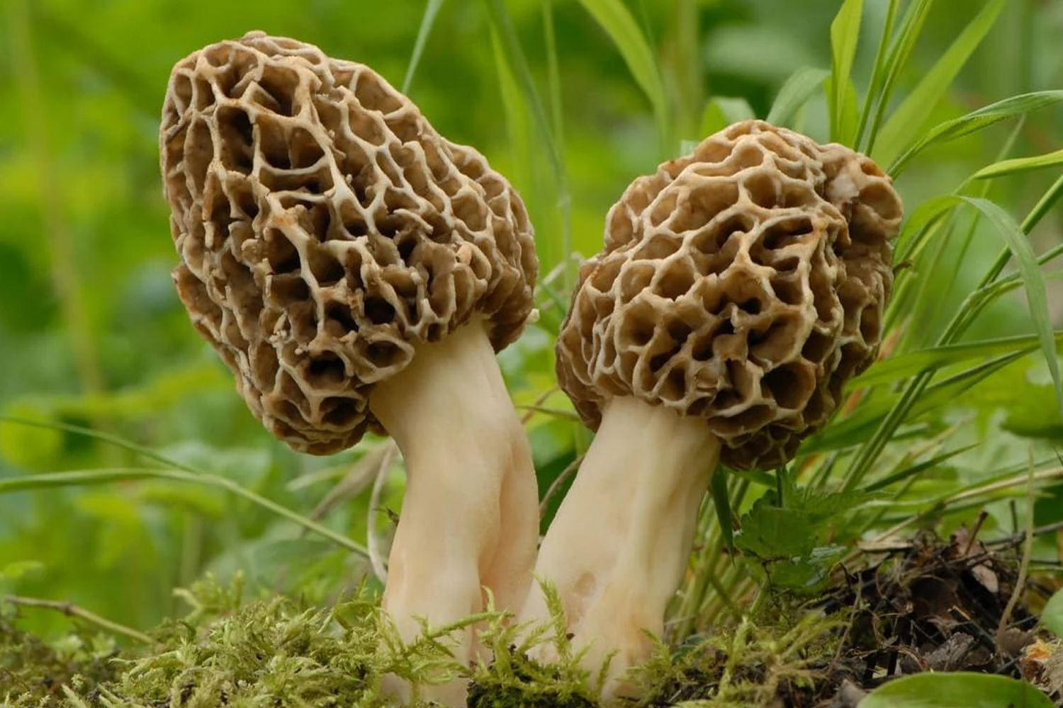 Morel Mushrooms