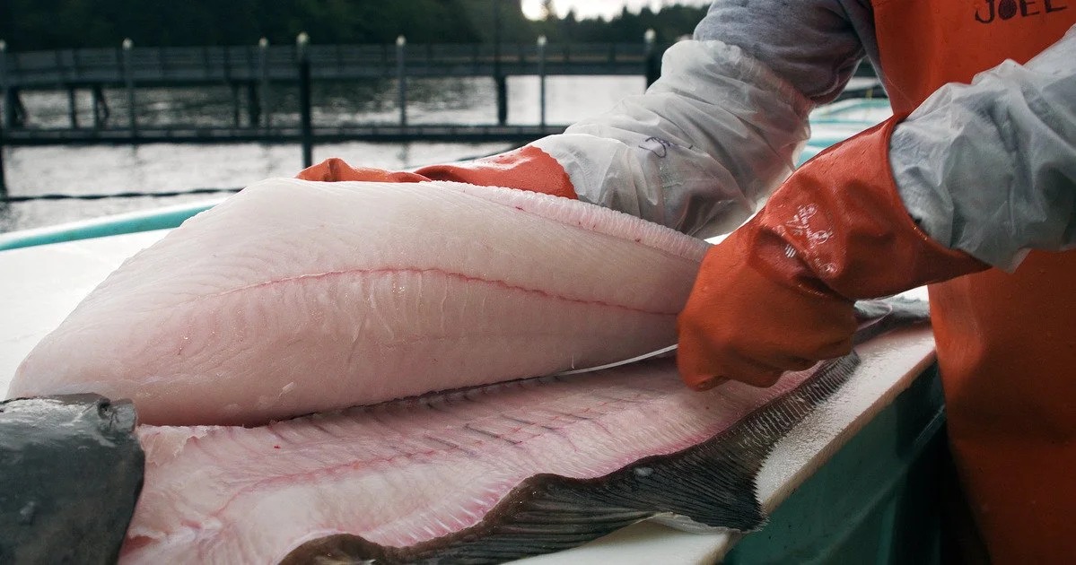 200110_FILLETING HALIBUT 1_CF-Web - Medium.jpg