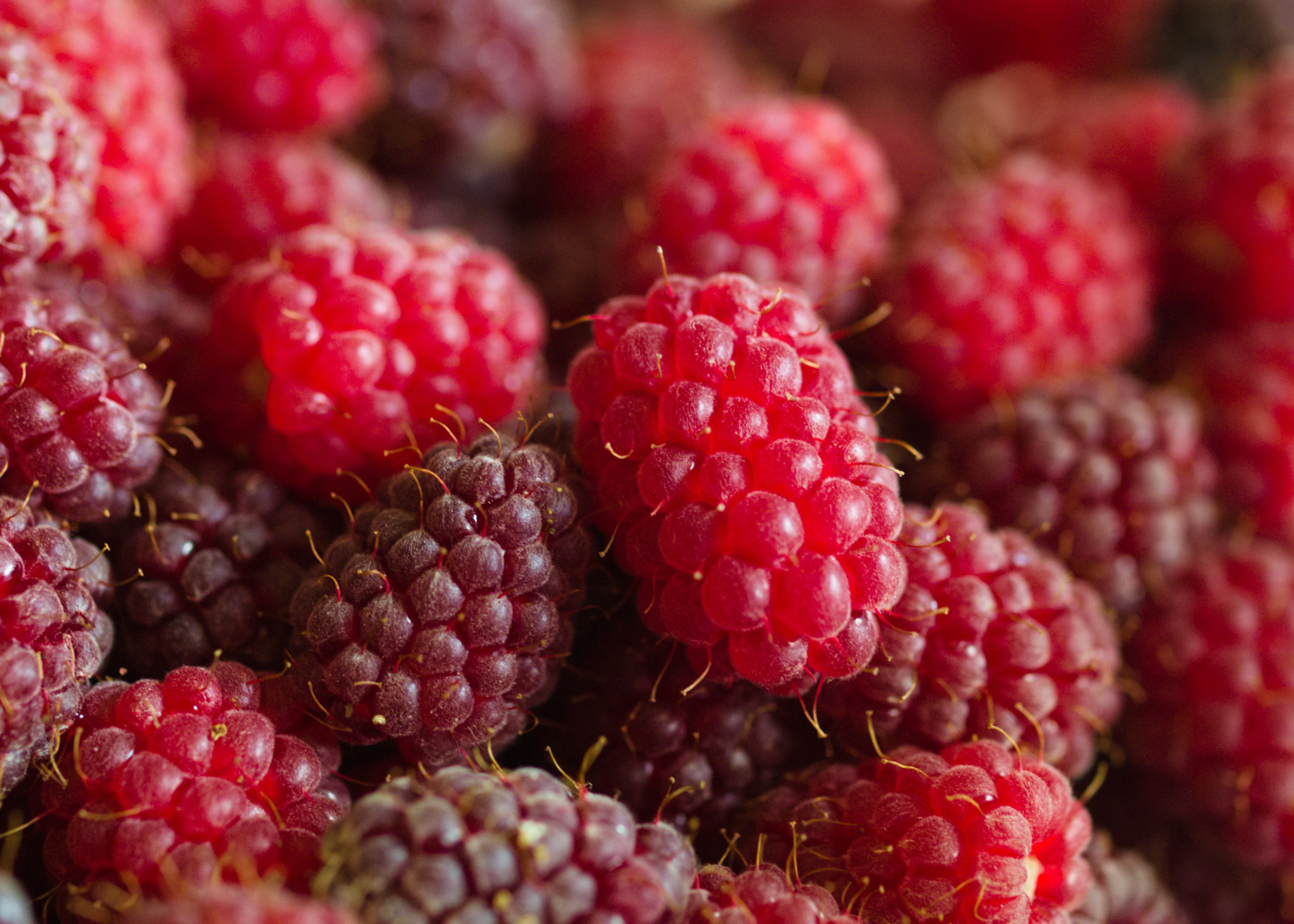 Local Loganberries