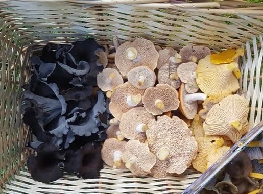 Winter Wild Mushroom Blend, 1lb