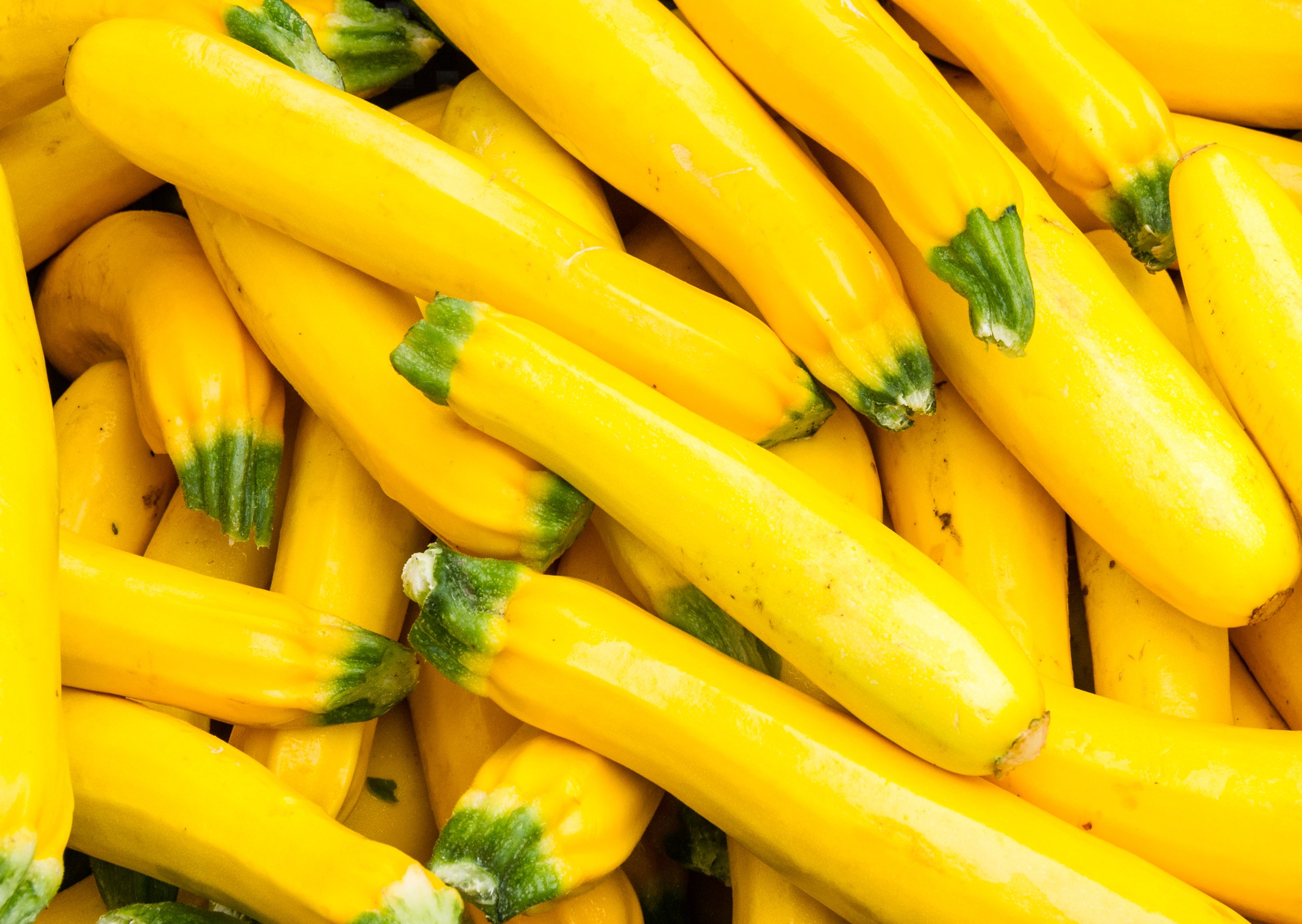 Organic Yellow Squash