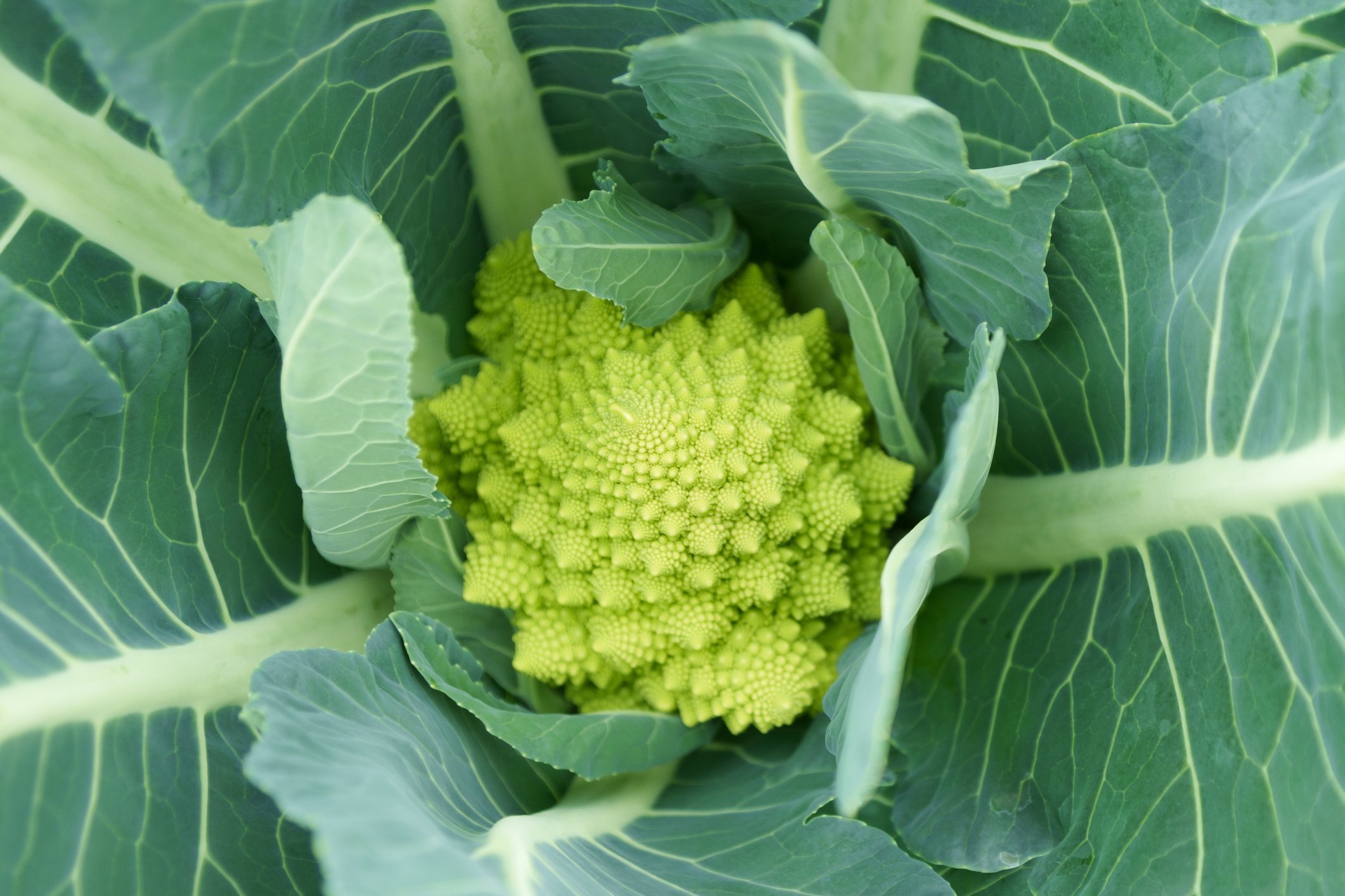 romanesco-iStock-2122612388 (1).jpg
