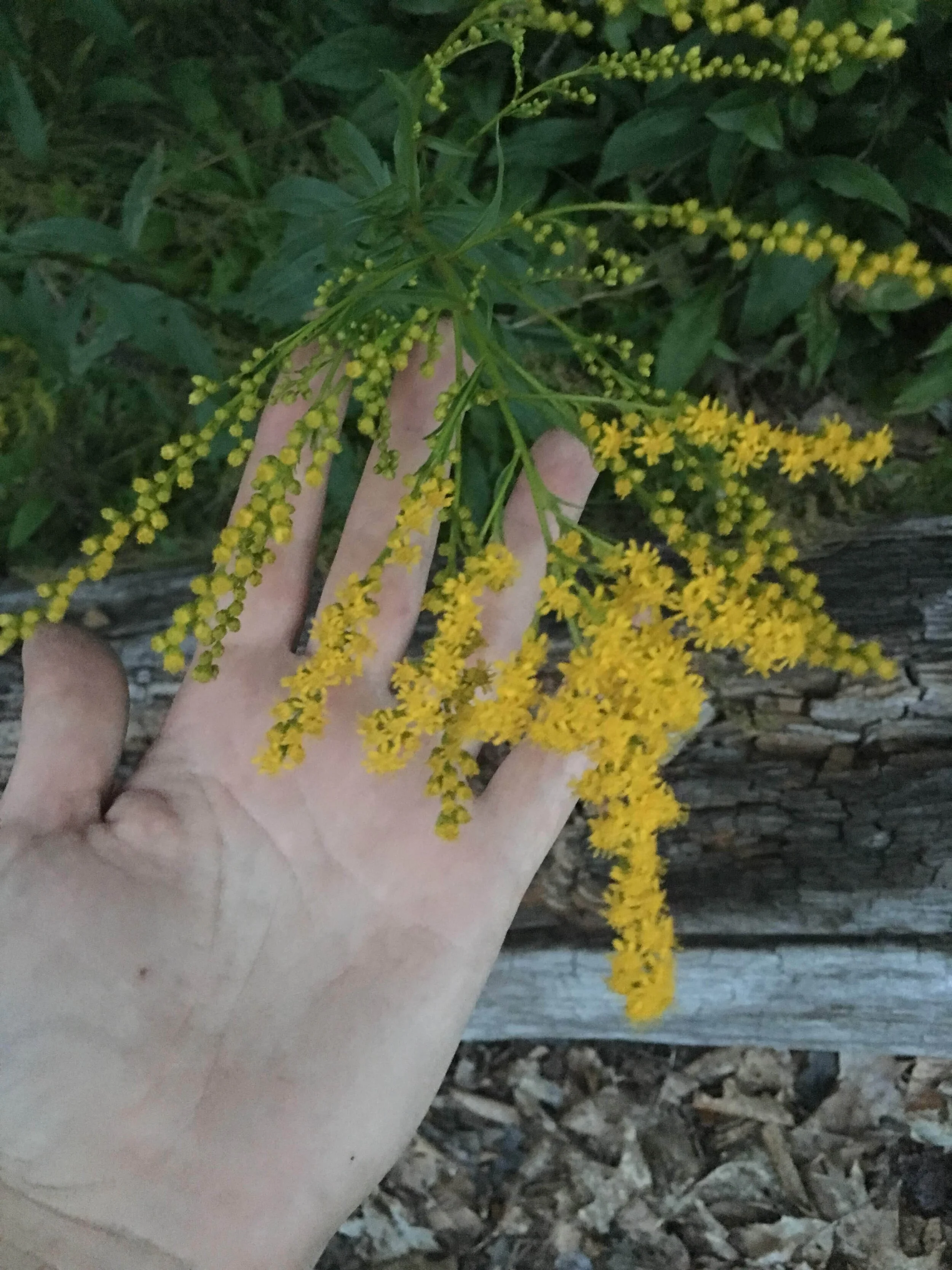 goldenrod.JPG