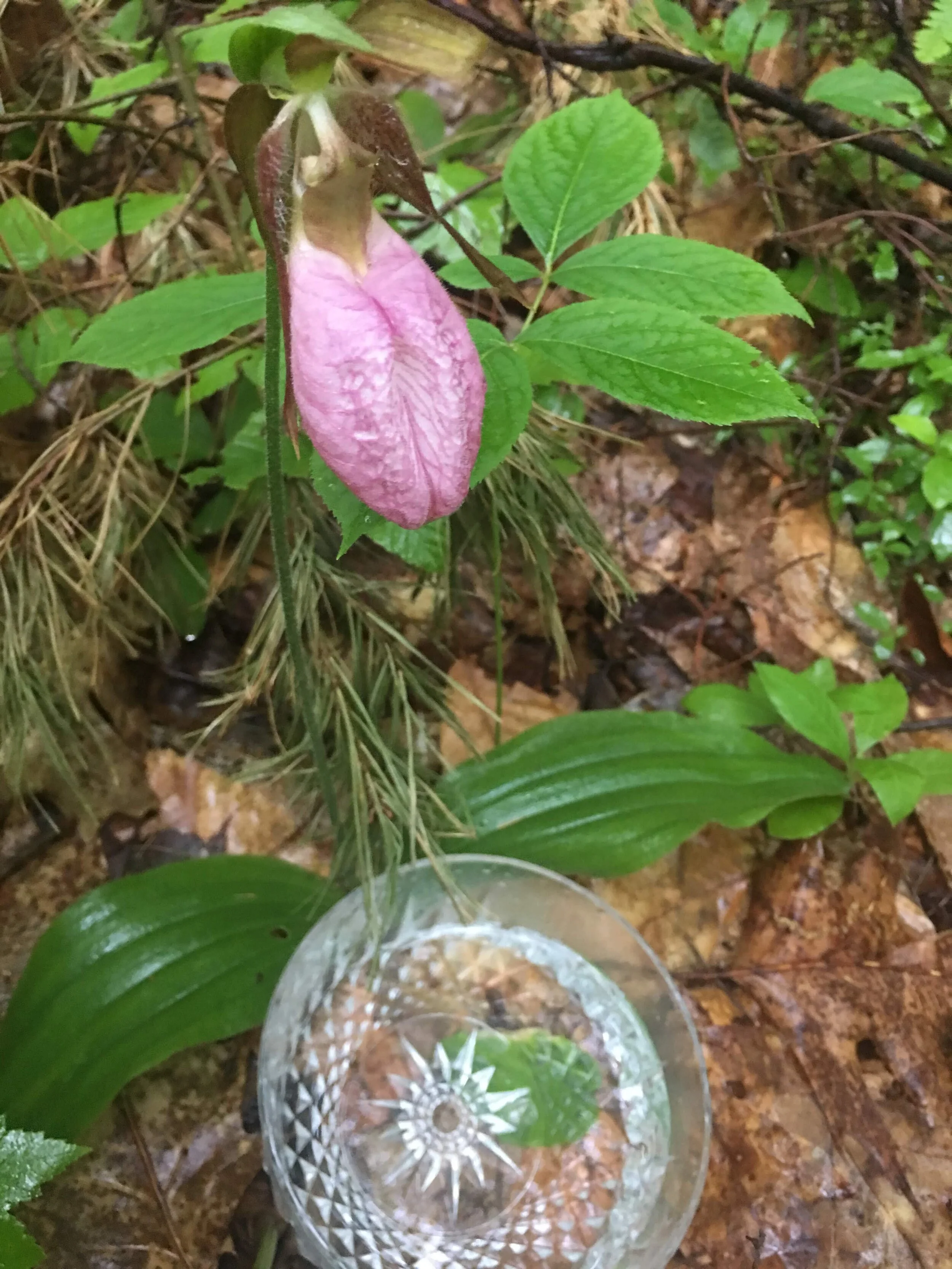 pink lady slipper flower essence