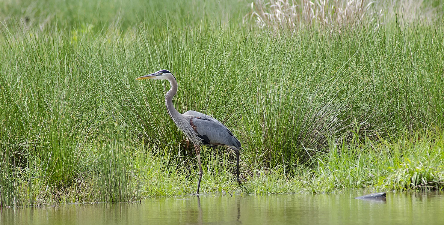 Heron_1sm.jpg