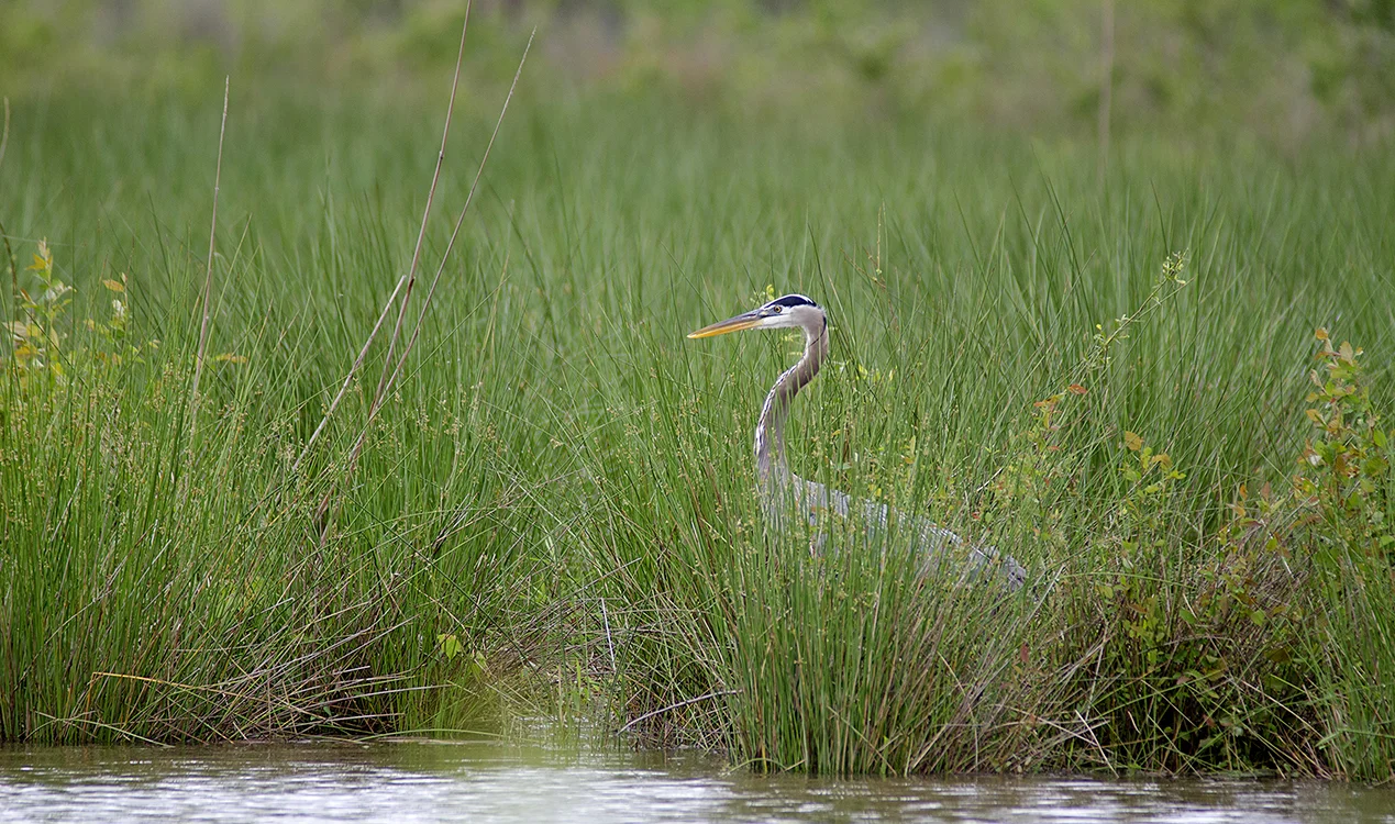 Heron_4Ssm.jpg