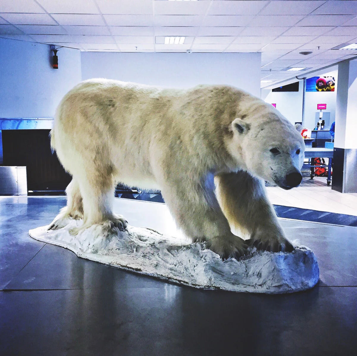 Welcome to Longyearbyen!